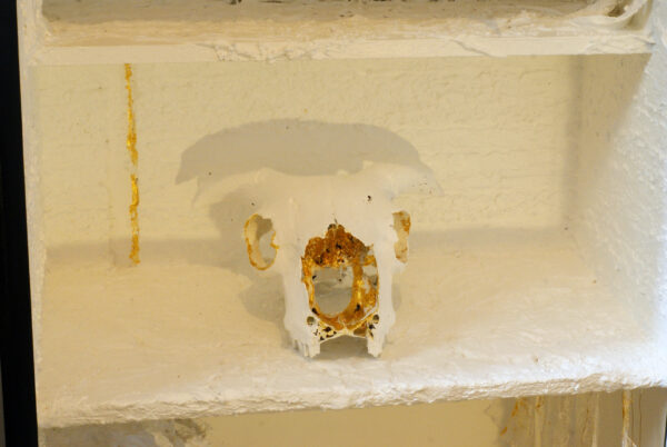 The Cabinet of Curiosities by Gilda and Lily - Image 3